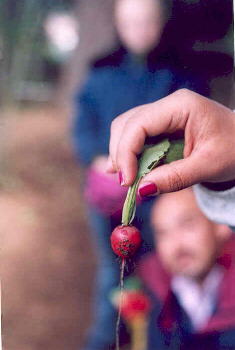 ...abbiamo raccolto i primi ortaggi...