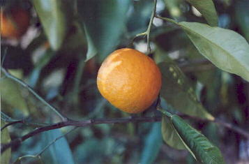 ...cure colturali degli alberi da frutta...