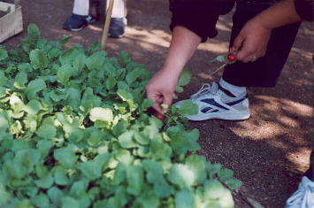 ...abbiamo raccolto i primi ortaggi...
