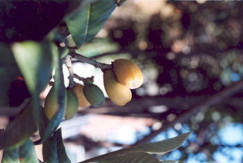 ...cure colturali degli alberi da frutta...