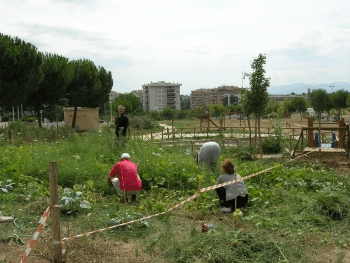 bonifica del campo delle zucche