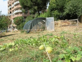 il campo delle zucche
