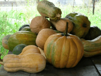 parte del raccolto prima della maturazione