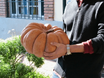 la mejo zucca dell'orto
