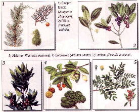 ARBUSTI TIPICI DELLA MACCHIA MEDITERRANEA, da La via Severiana, WWF 1993